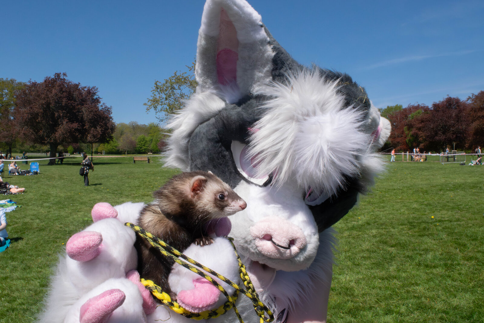 A fursuiter holding a pet ferret on a sunny day at Pups in the Park